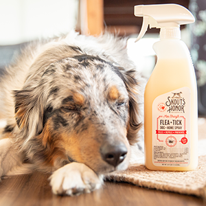 A relaxed dog lying down next to a bottle of Skout's Honor Flea + Tick Dog & Home Spray.